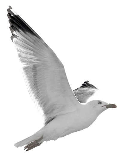 Image of a bird flying